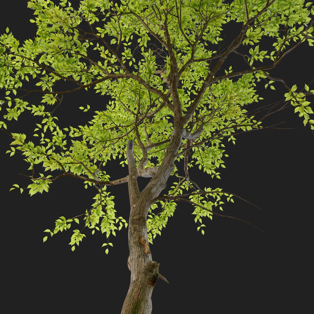 Jungle trees set — Download