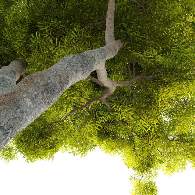 African fern pine (afrocarpus-falcatus)  2 — Descargar