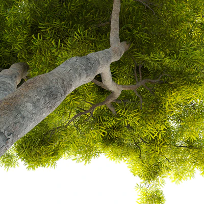 African fern pine (afrocarpus-falcatus)  2 — Ver 2