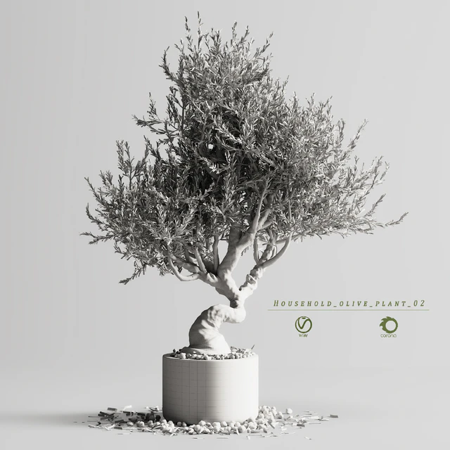 Household olive plant 02 — Скачать