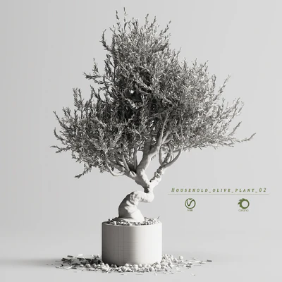 Household olive plant 02 — Вид 2