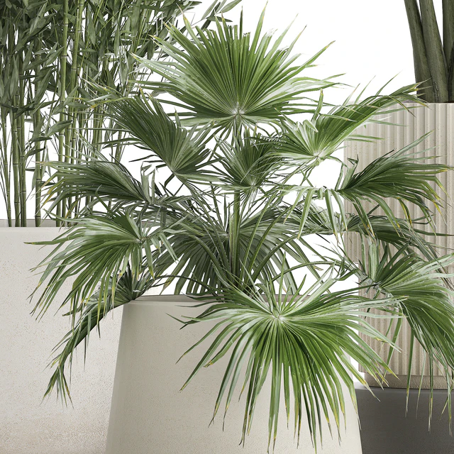Collection of plants in white flower pots with Banana palm, ravenala, fern, bamboo. set 1352 — Descargar
