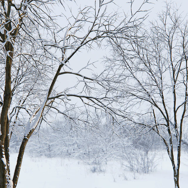 Winter Ash | Ash-tree winter # 3 (17m) — Descargar