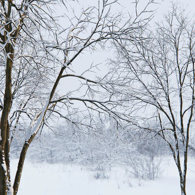 Winter Ash | Ash-tree winter # 3 (17m) — Ver 2