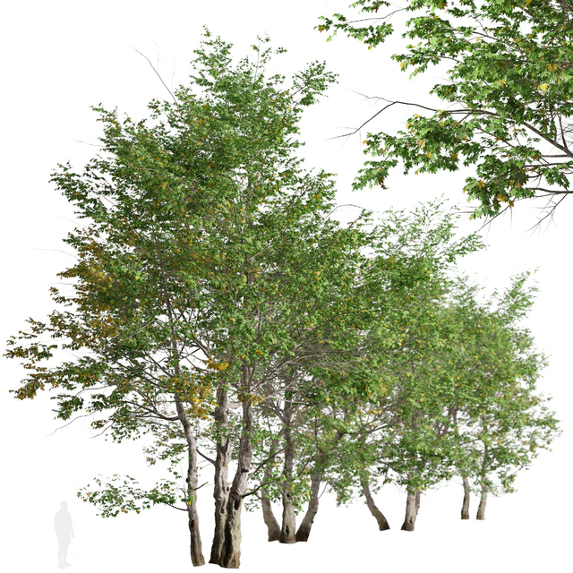 Set of California Sycamore Tree (Platanus racemosa) (2 Trees) — Descargar