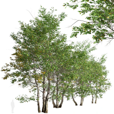 Set of California Sycamore Tree (Platanus racemosa) (2 Trees) — Ver 2