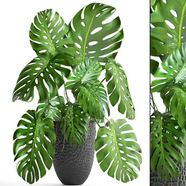 Monstera, bush, flower, pot, black flowerpot, indoor, interior — Descargar