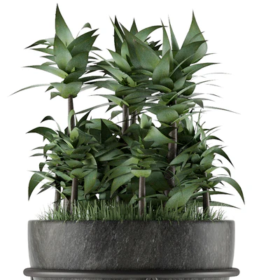 House Plant 21 — Вид 3
