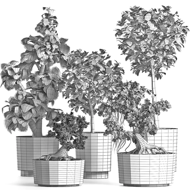 Plants Collection 199 Sageretia Theezans — Скачать