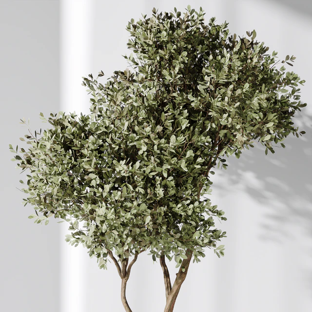 Elastica Abidjan Melany and Mission Olive Tree Vase 18 — Descargar