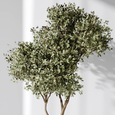 Elastica Abidjan Melany and Mission Olive Tree Vase 18 — Ver 3