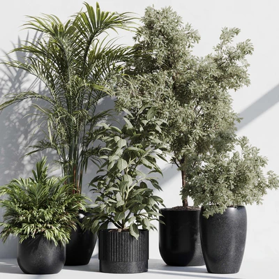 indoor plant set 85 — Вид 1