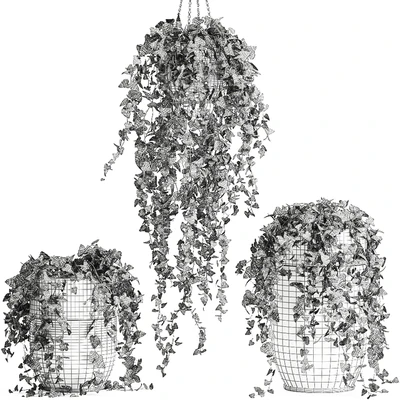 Collection of climbing and hanging plants in black pots ivy, suspension. Set 725. — Ver 2