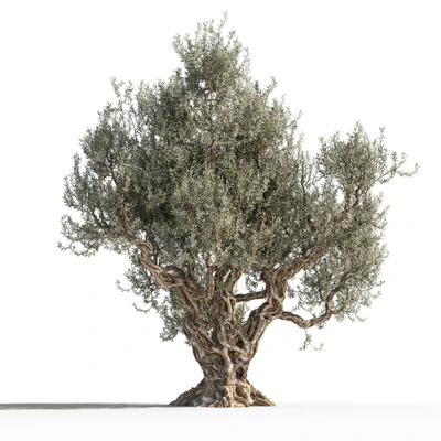 Дерево оливы 1 (Olive tree 1) — Вид 2