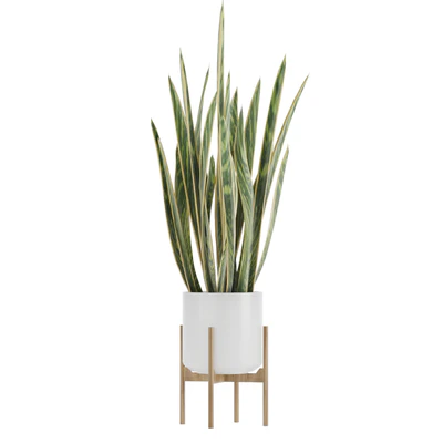 Sansevieria 2 — Ver 2