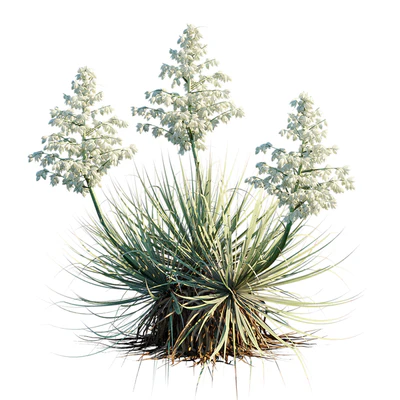 Yucca Thompsoniana | Beaked Yucca flower — Вид 2