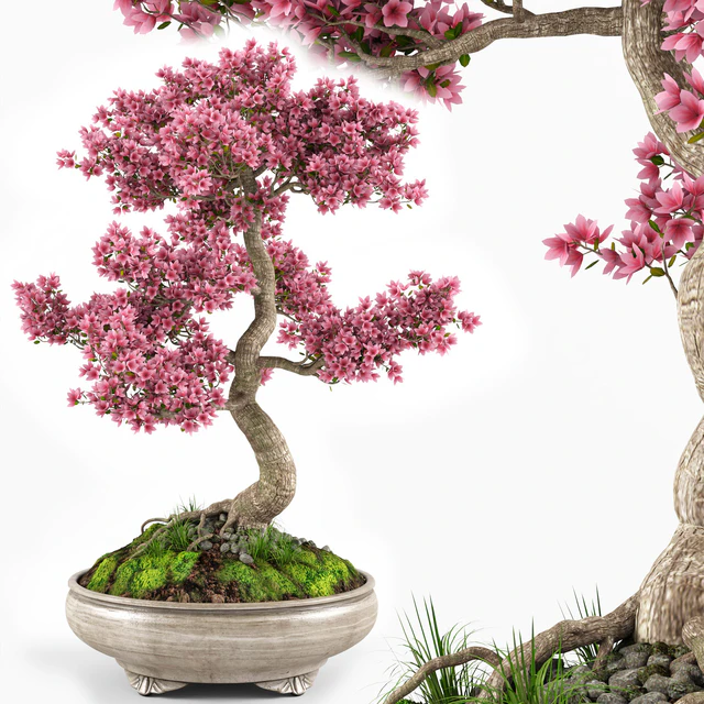 Sakura Bonsai tree — Скачать