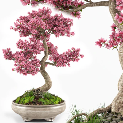 Sakura Bonsai tree — Вид 1