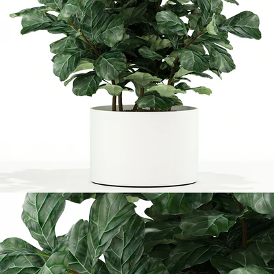 Plants collection 98 — Ver 2