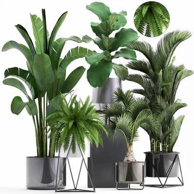 Plant collection 290. Indoor plants, ficus lyrata, Dipsis, palm tree, fern, black pot, flowerpot, strelitzia, luxury decor, thickets — Ver 1
