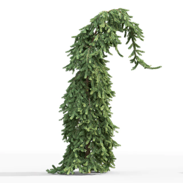 Spruce — Скачать