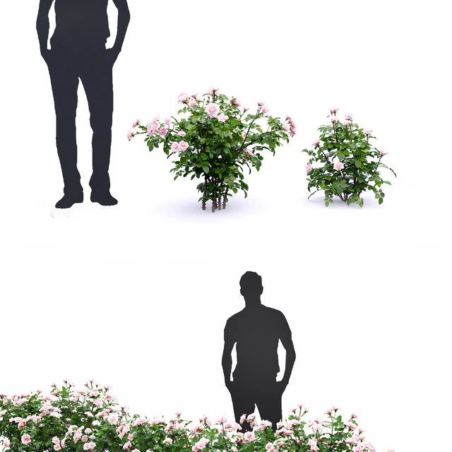 Rose — Descargar