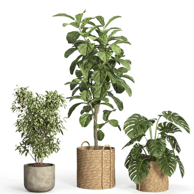 indoor plant set 55- rattan and concrete — Вид 2