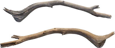 desert western tree branch juniper dead 003 — Descargar