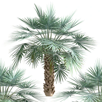 Set of Copernicia Palm Trees (Carnaubeira) (2 Trees) — Ver 2
