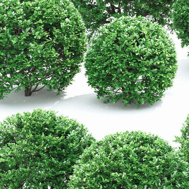 Buxus — Descargar