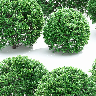 Buxus — Ver 2