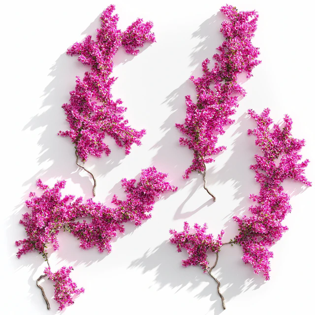 Bougainvillea for walls. 4 models — Descargar