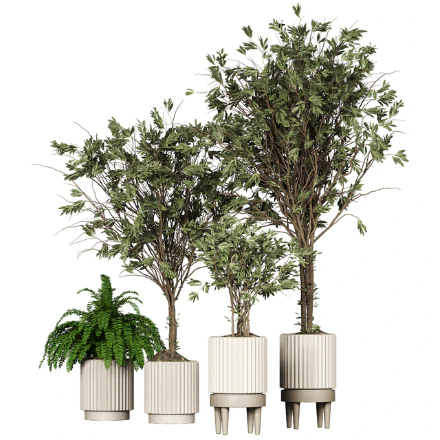 Collection plant 05 — Descargar