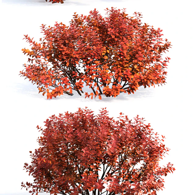 Spirea betulifolia (Autumn) — Descargar