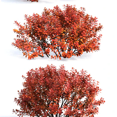Spirea betulifolia (Autumn) — Ver 2