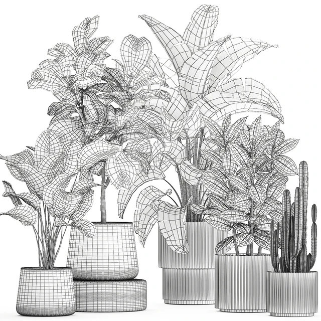 Collection of plants in modern white pots with ficus Lirata tree, banana palm, calathea lutea, cactus, Strelittia. Set 1359. — Descargar