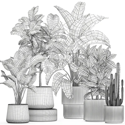 Collection of plants in modern white pots with ficus Lirata tree, banana palm, calathea lutea, cactus, Strelittia. Set 1359. — Ver 2