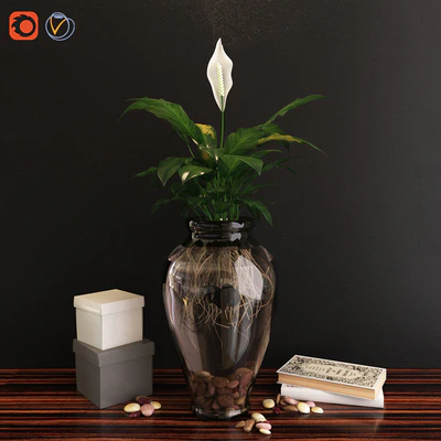 Vase \ Spatiffillum — Ver 1