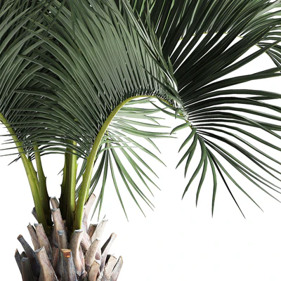 Lush interior palm tree in a metal loft pot with Butia. 995. — Ver 4