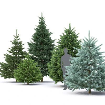 Spruce — Вид 3