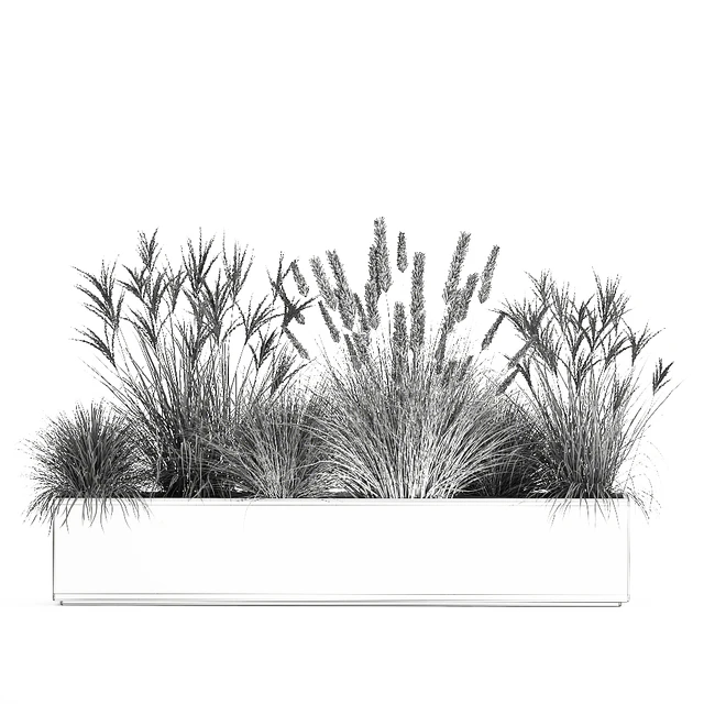 Collection of dried flower plants in a pot of Pampas grass, reeds, flowerbed, landscaping, bushes. 1072. — Descargar