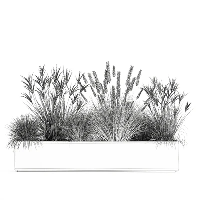 Collection of dried flower plants in a pot of Pampas grass, reeds, flowerbed, landscaping, bushes. 1072. — Ver 3