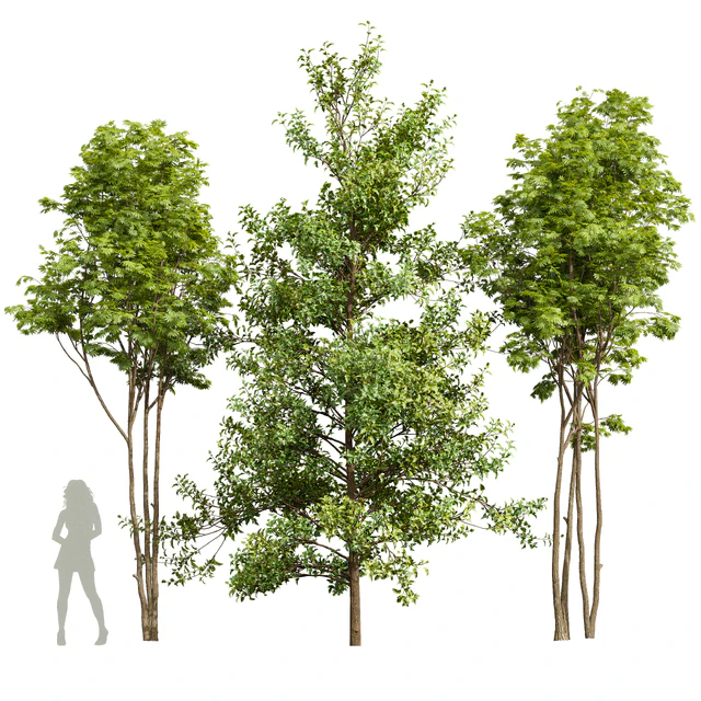 Acer Buergerianum and Ash Maple Tree — Descargar