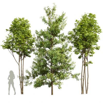 Acer Buergerianum and Ash Maple Tree — Ver 1