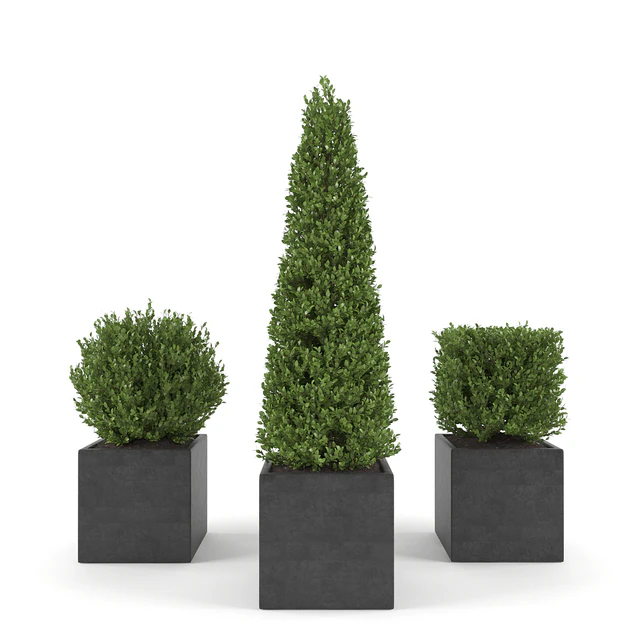 Boxwood - Set 2 — Descargar