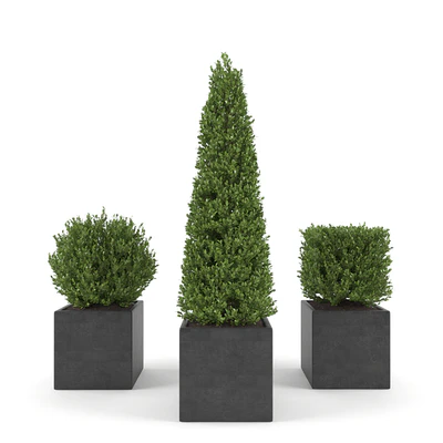 Boxwood - Set 2 — Ver 1