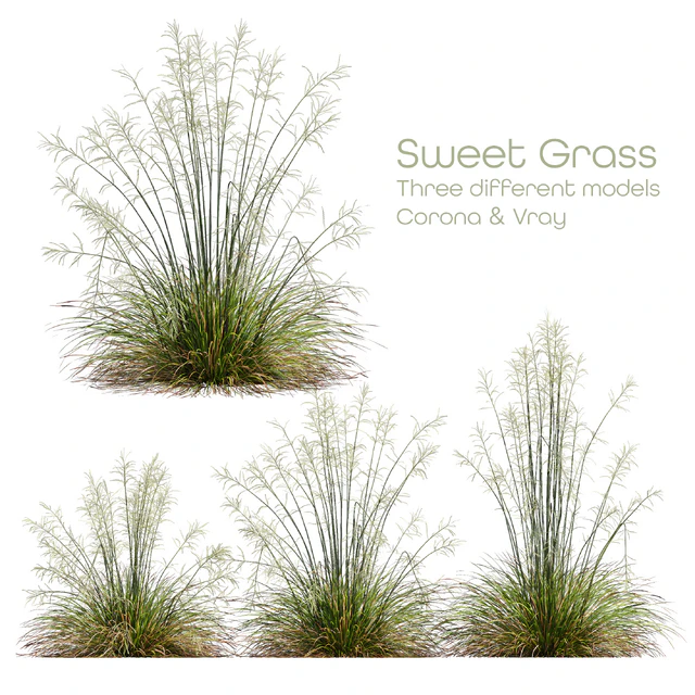 HQ Plants Stipa arundinacea Sweet Grass — Descargar
