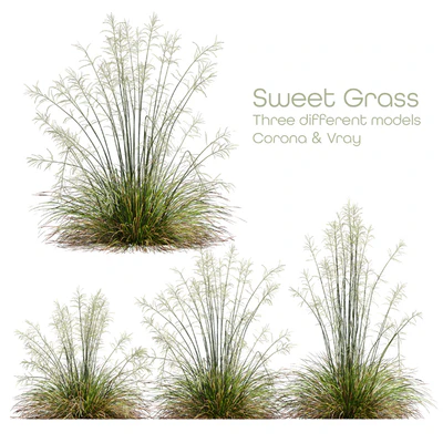 HQ Plants Stipa arundinacea Sweet Grass — Ver 1