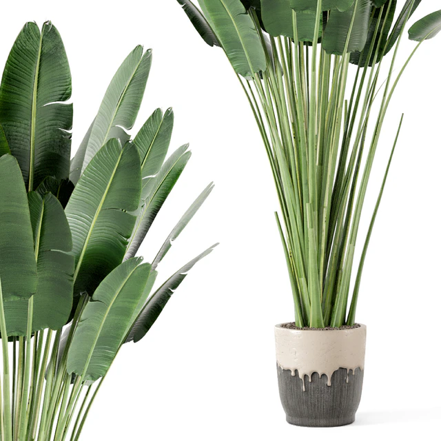 Indoor Plants In Handmade Glazed pot - Set 190 — Descargar