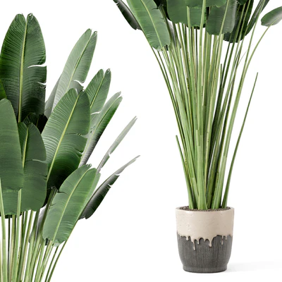 Indoor Plants In Handmade Glazed pot - Set 190 — Ver 5